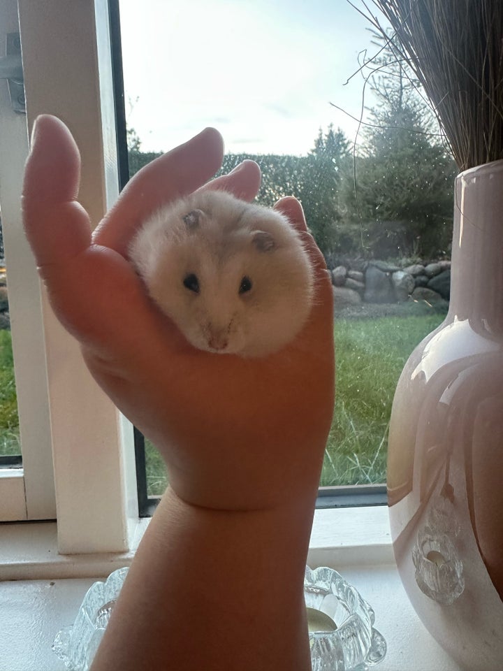 Hamster, vinterhvid, 0 år