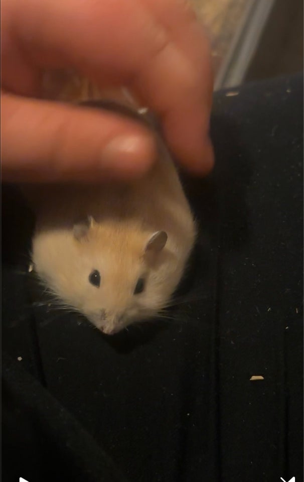 Hamster, vinterhvid, 0 år