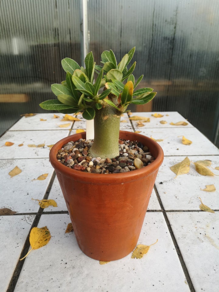 Sukkulent, Adenium arabicum