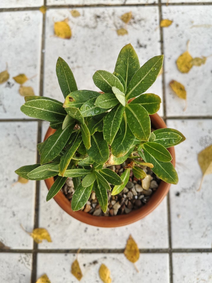 Sukkulent, Adenium arabicum