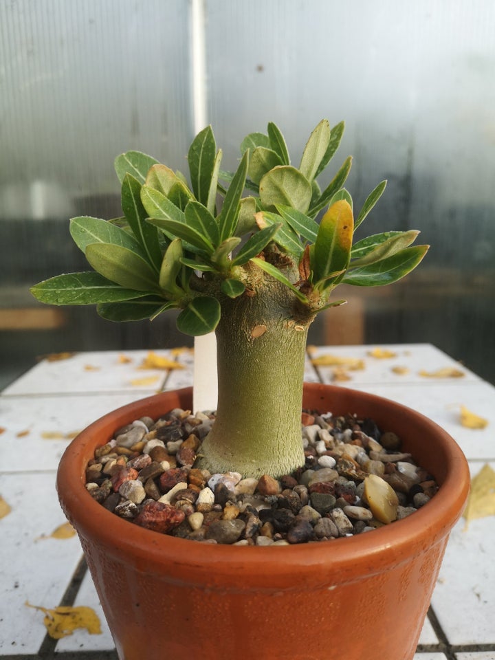 Sukkulent, Adenium arabicum