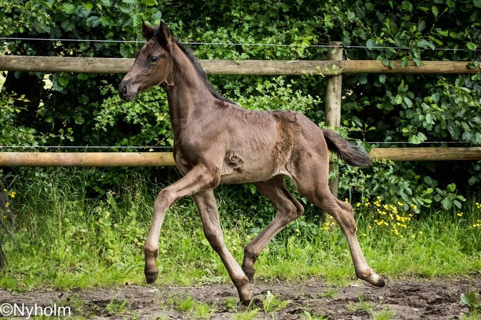 Dansk Varmblod hingst 0 år