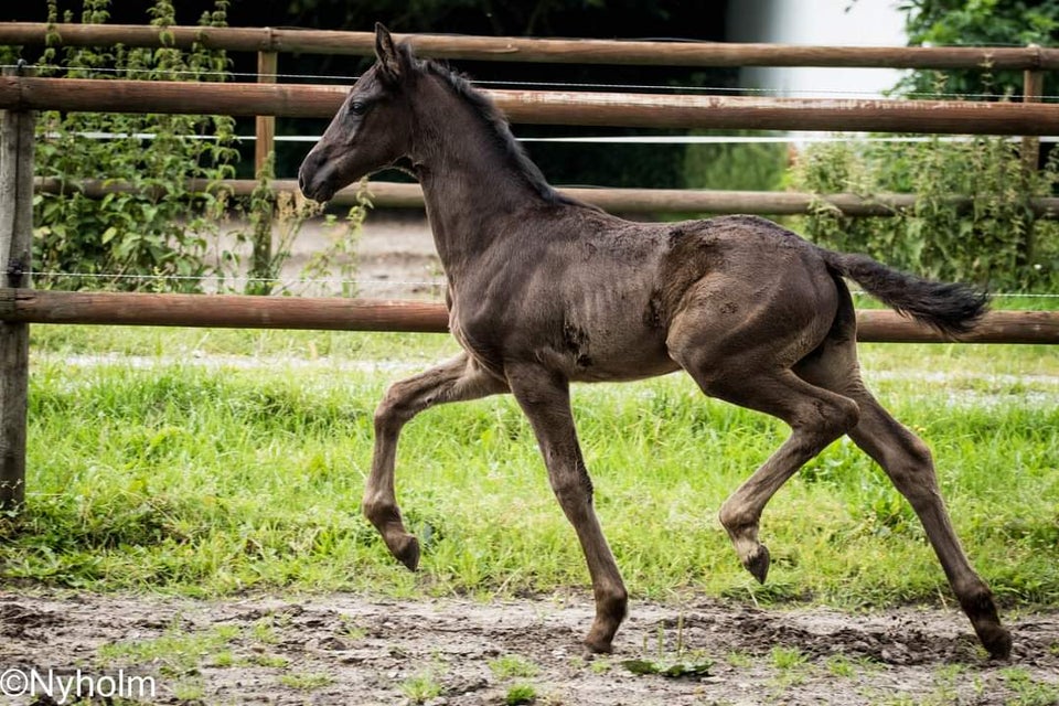 Dansk Varmblod hingst 0 år