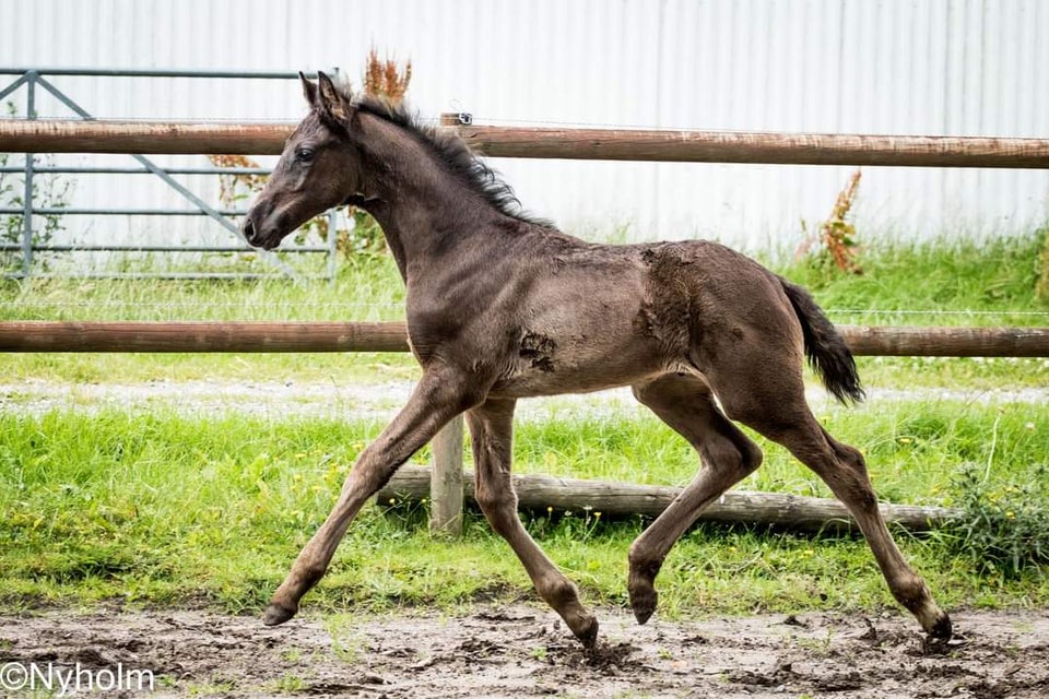 Dansk Varmblod hingst 0 år