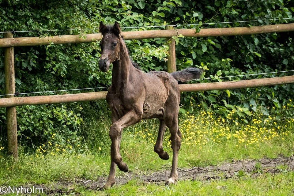 Dansk Varmblod hingst 0 år