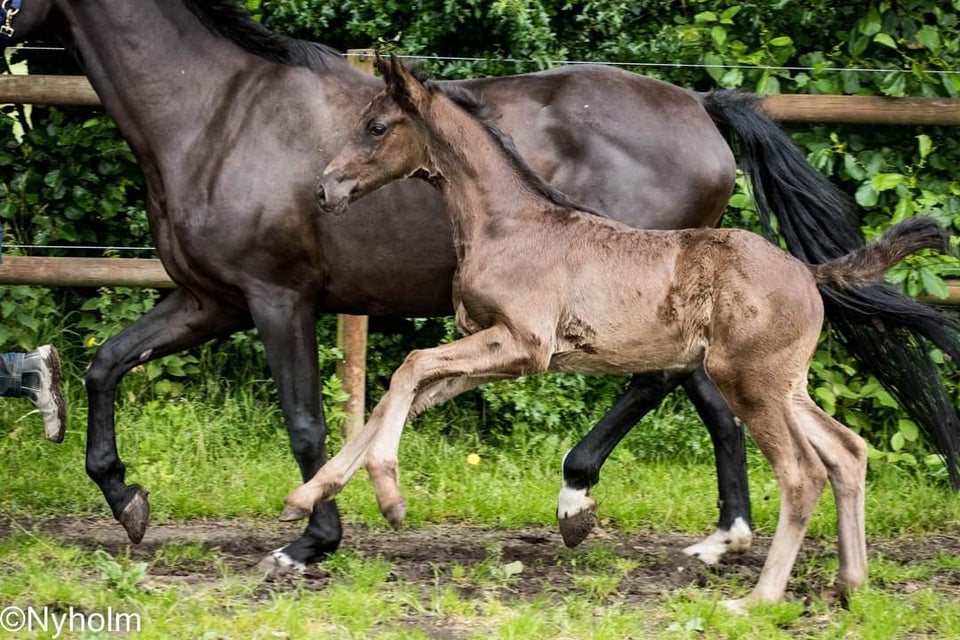 Dansk Varmblod hingst 0 år