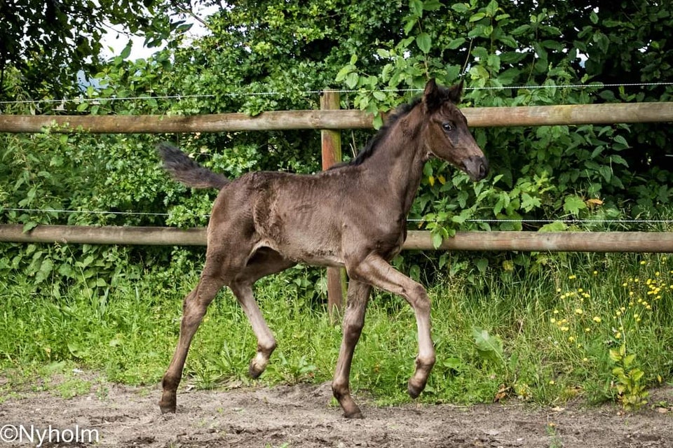 Dansk Varmblod hingst 0 år