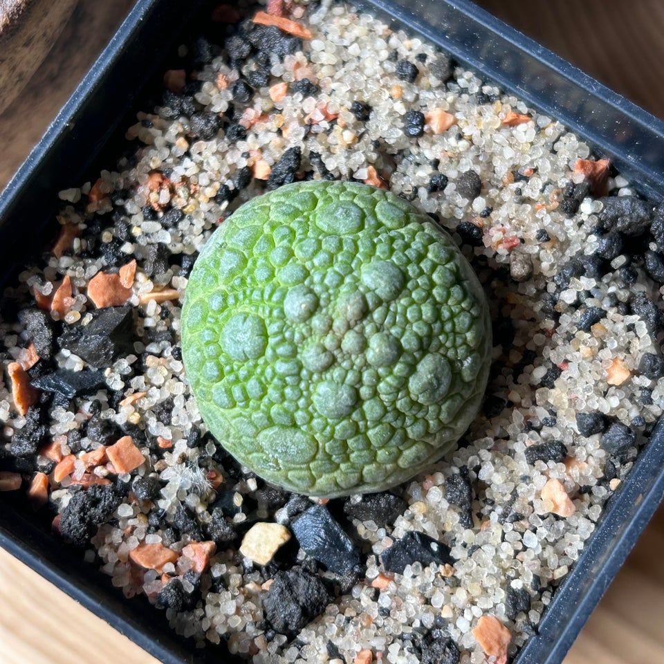 Sukkulent Pseudolithos