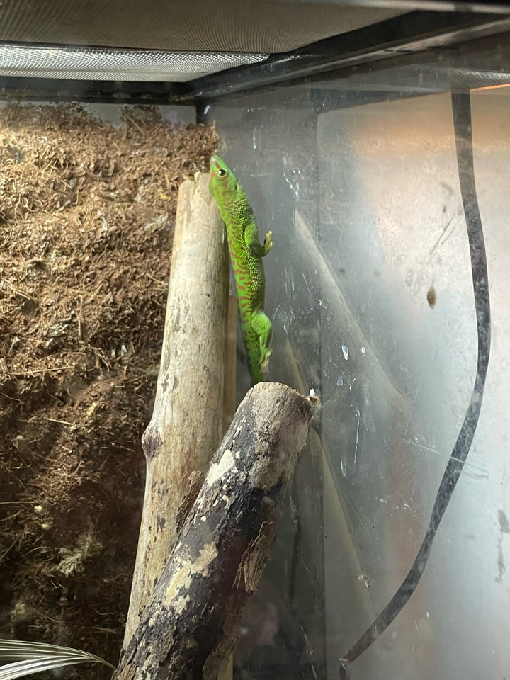 Gekko, Stor daggekko (Grandis)