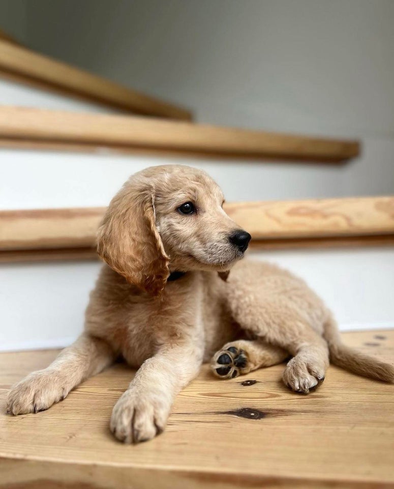 Goldendoodle  hvalpe 7 mdr