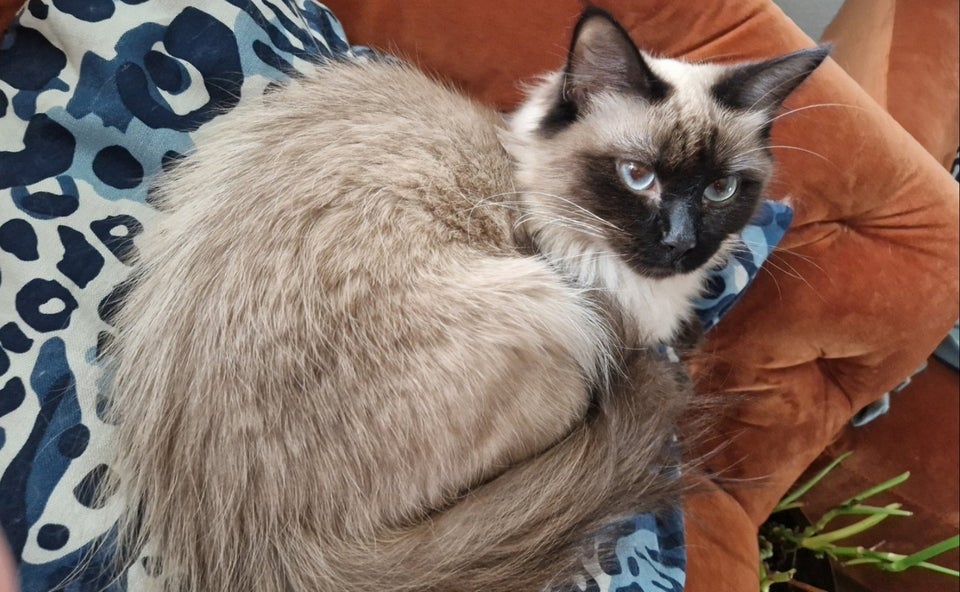 Hunkat Ragdoll 2 år