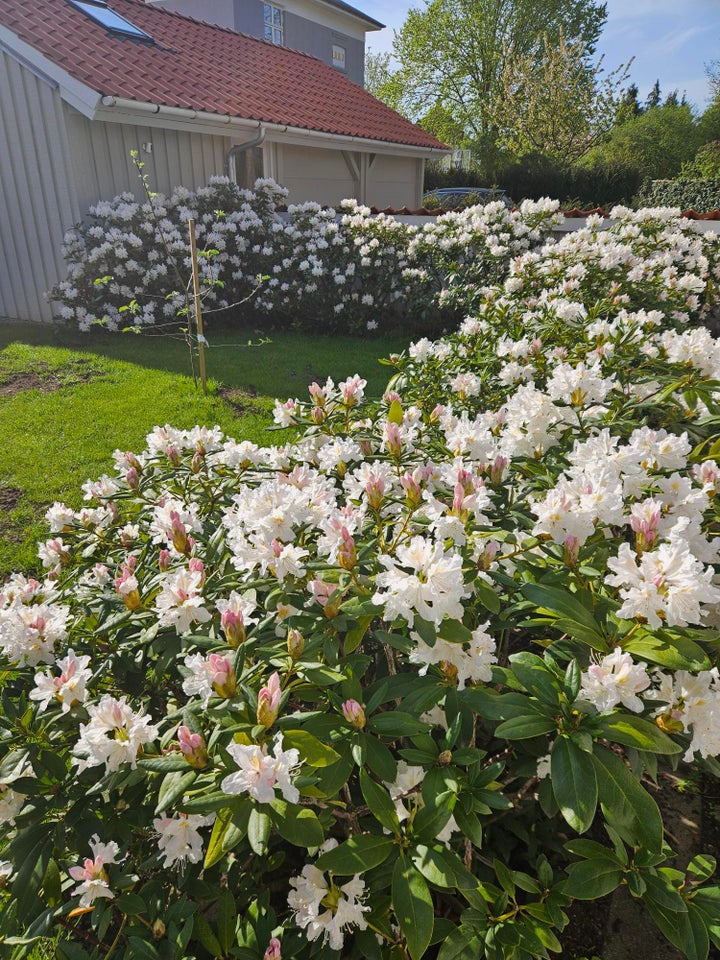 Rhododendron Cunninghams White