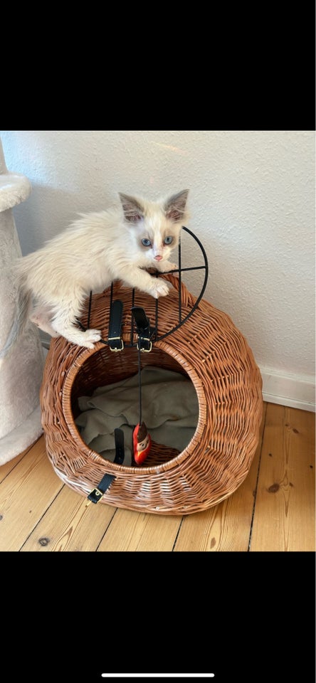 Hankilling, Ragdoll, 10 mdr.