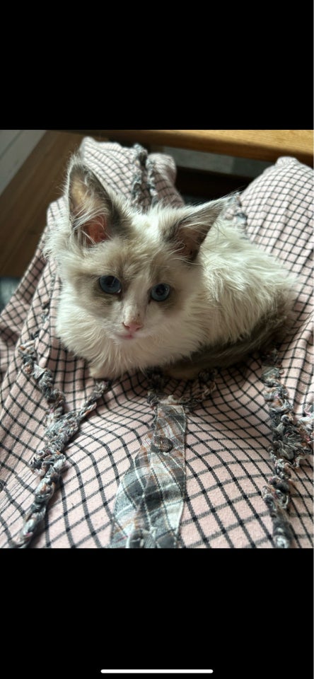 Hankilling, Ragdoll, 10 mdr.