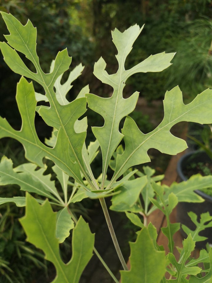 Sukkulent Cussonia paniculata