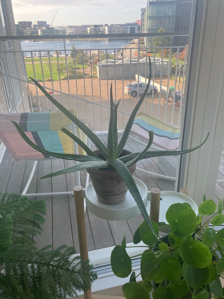 Aloe Vera