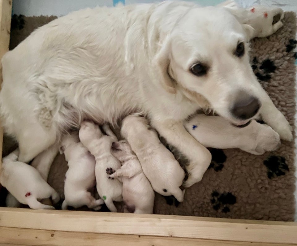 Amager - Golden Retriever h