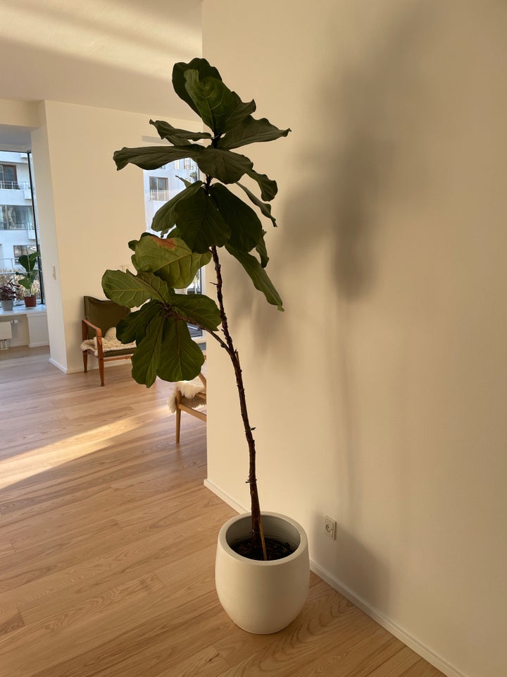 Indendørs plante, Violinfigen