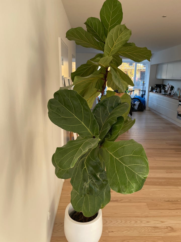 Indendørs plante, Violinfigen