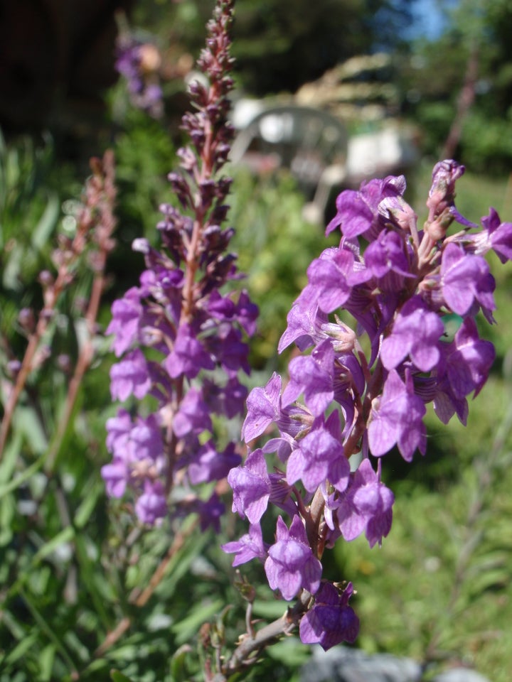 Stauder, Linaria purpurea