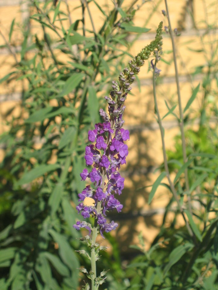 Stauder, Linaria purpurea