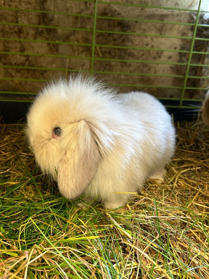 Kanin, Lion lop, 0 år