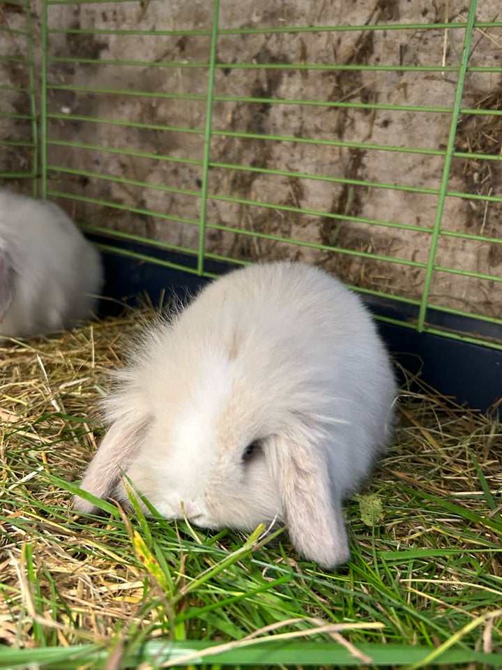 Kanin, Lion lop, 0 år