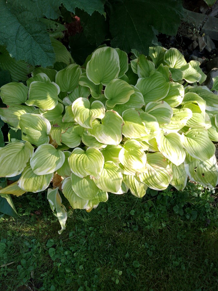 Staude, Hosta