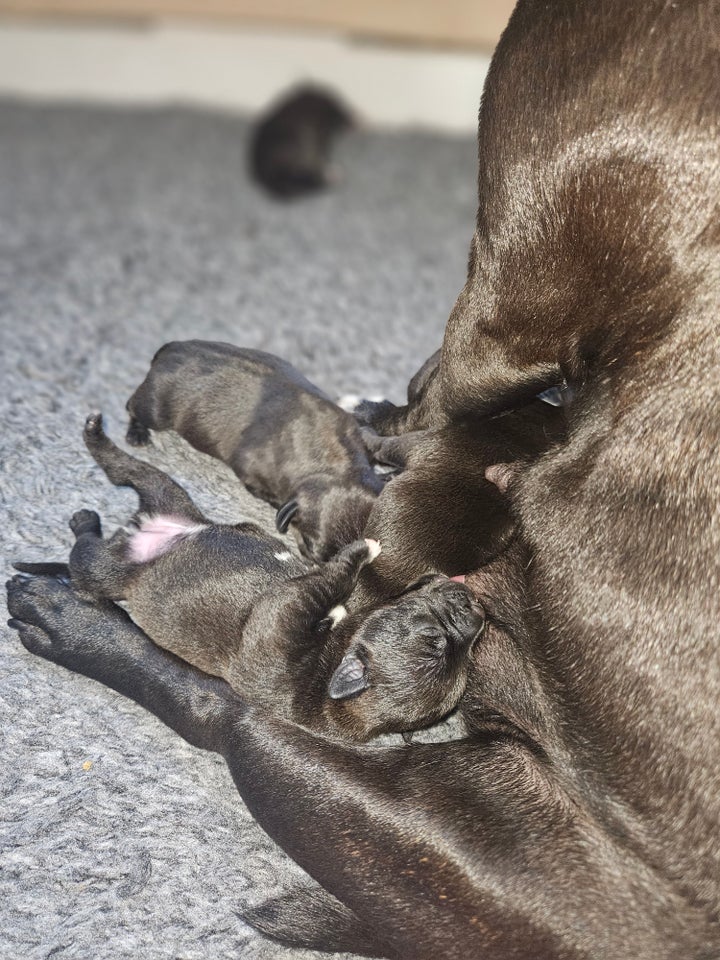 Staffordshire bull terrier