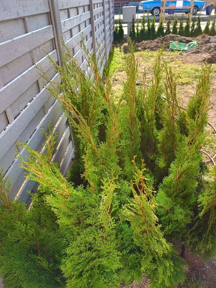 Thuja smaragd m Klump