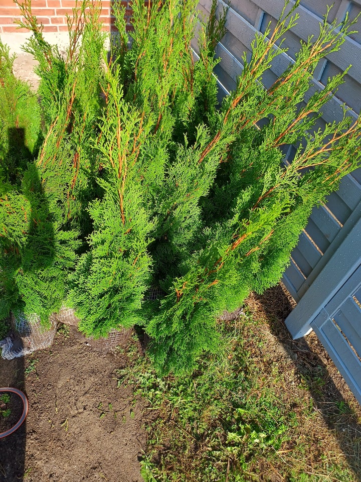 Thuja smaragd m Klump