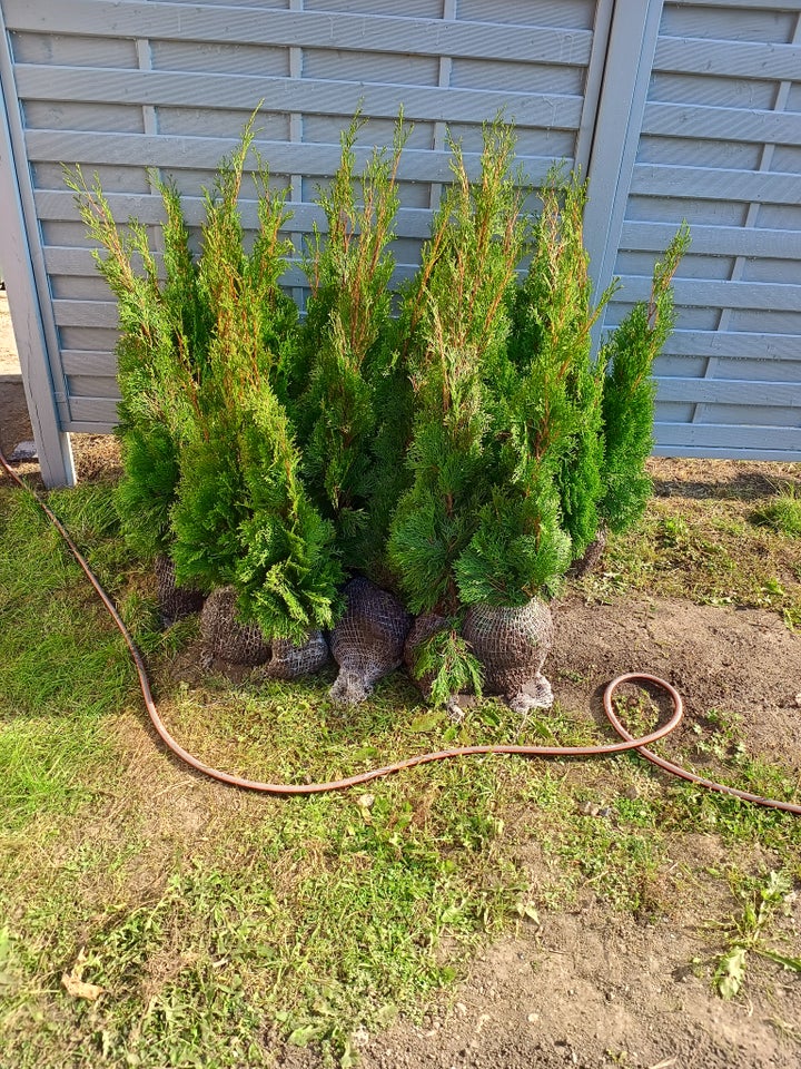 Thuja smaragd m Klump