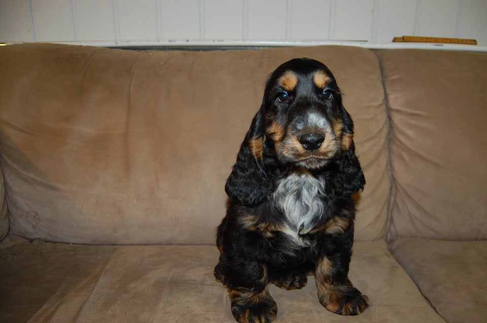 Cocker spaniel hvalpe 11 uger