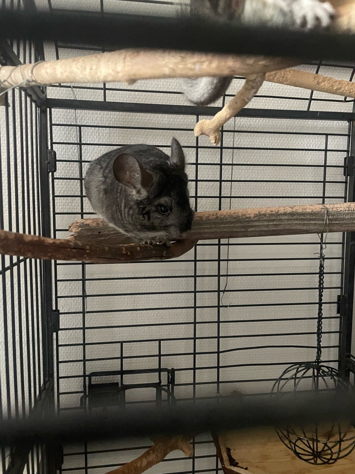 Chinchilla 1 år