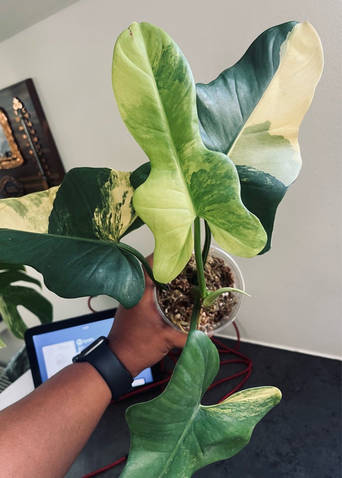 Stueplante , Philodendron