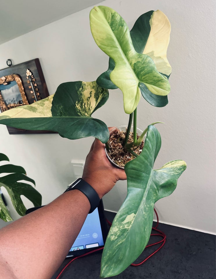 Stueplante , Philodendron