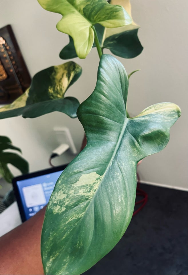 Stueplante , Philodendron