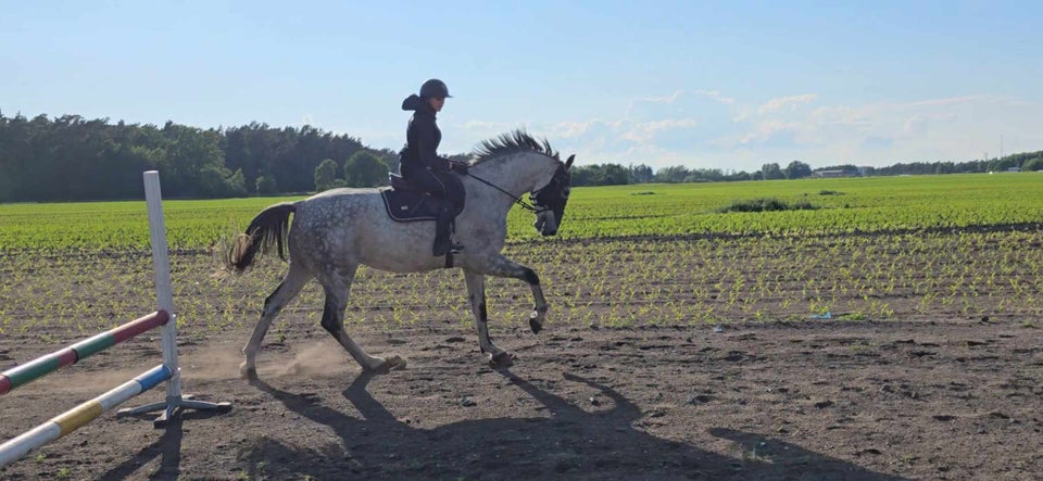 Svensk varmblod vallak 8 år