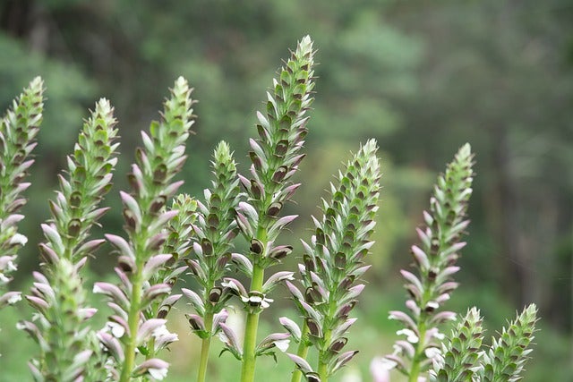 staude Acanthus molis -