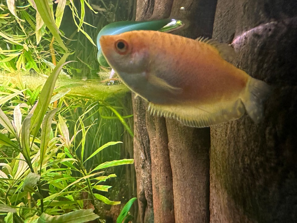 Gourami, 3 stk.