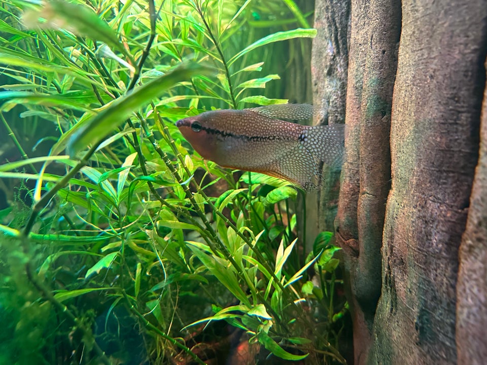 Gourami, 3 stk.