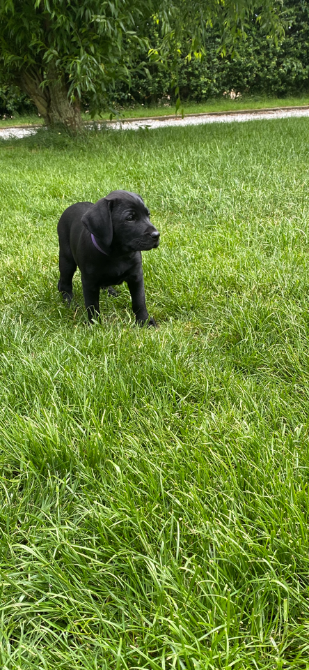 Labrador/hønsehund hvalpe 4