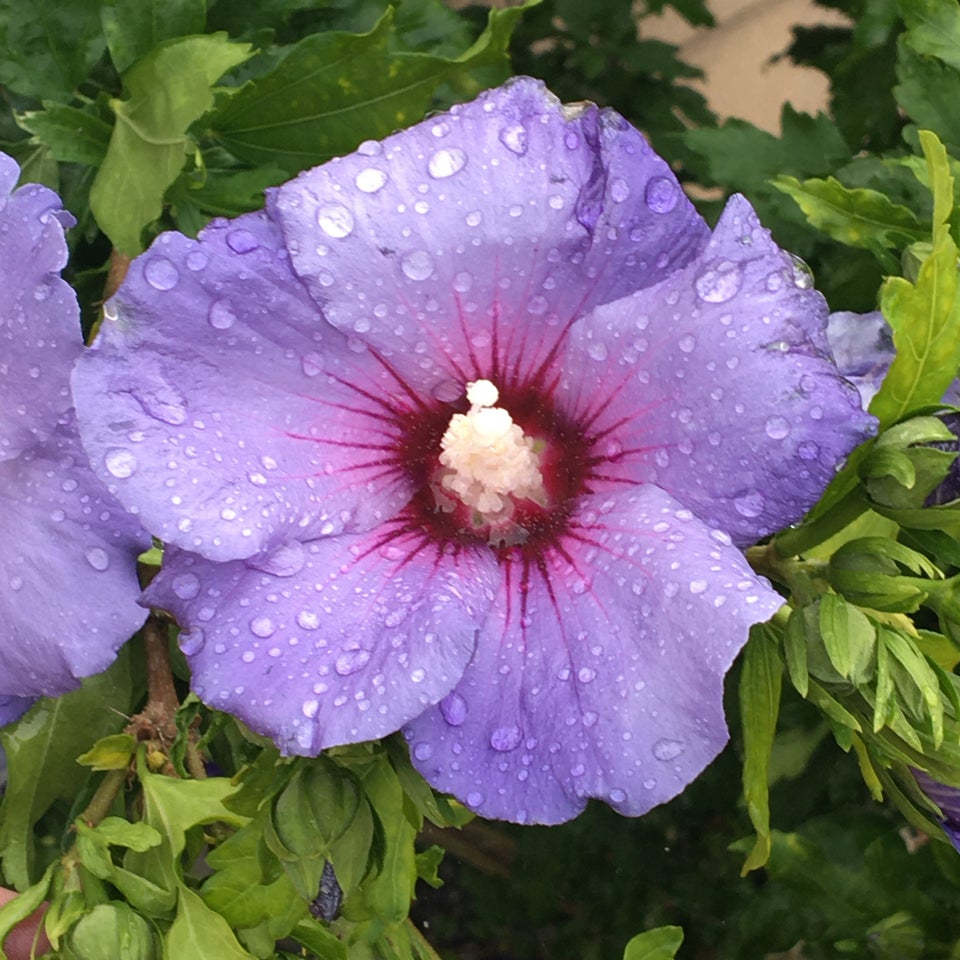 Hibiscus Busk - blå/lilla 