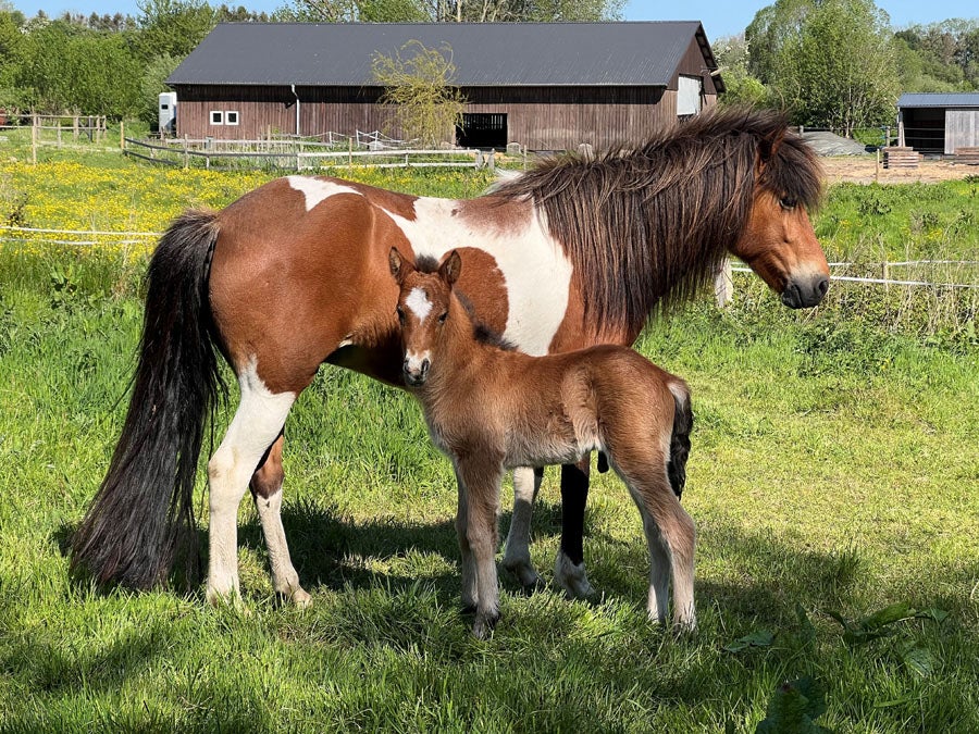 Islænder hingst 0 år