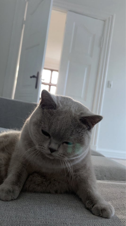 British Shorthair hunkat 2 år