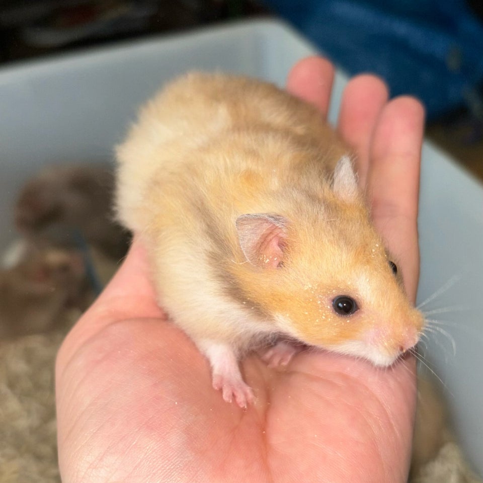 Hamster Guldhamster 0 år