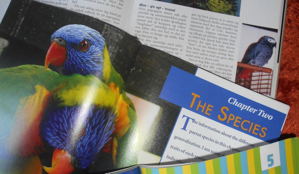 Senegal parrots, Tammy Gagne,