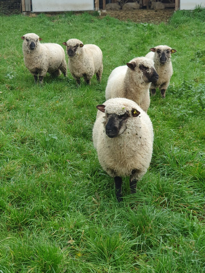 Vædderlam, Shropshire