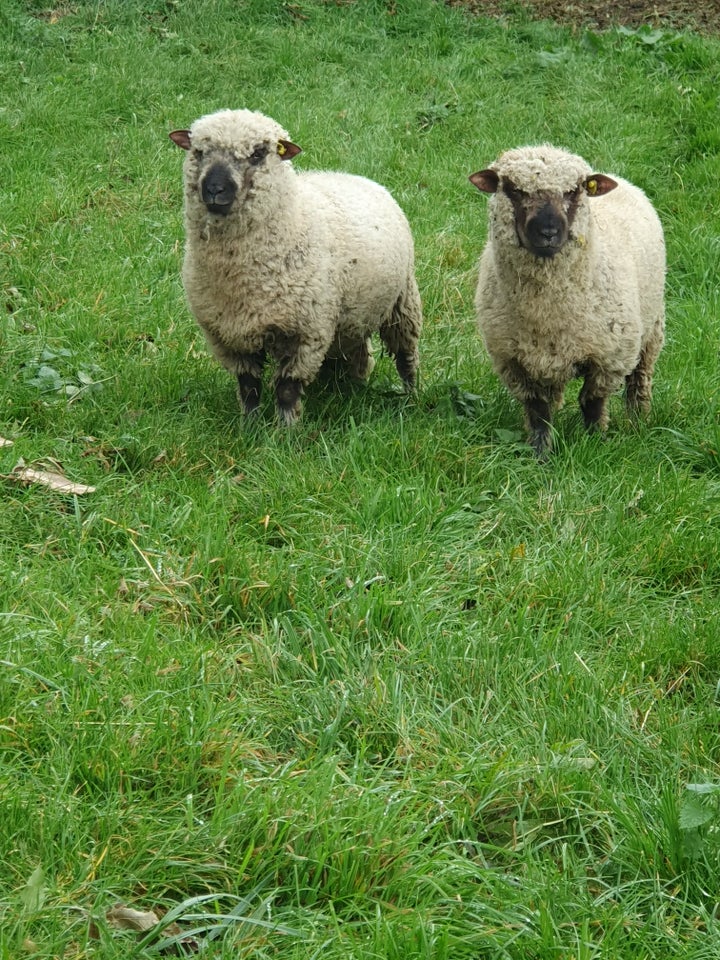 Vædderlam, Shropshire