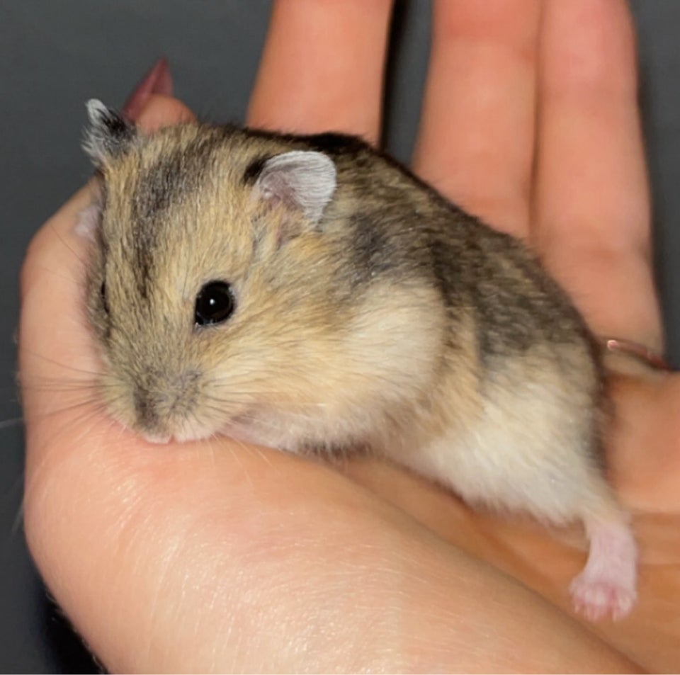 Hamster, Vinterhvid dværghamster